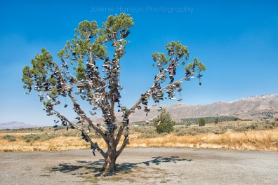Shoe Tree in California